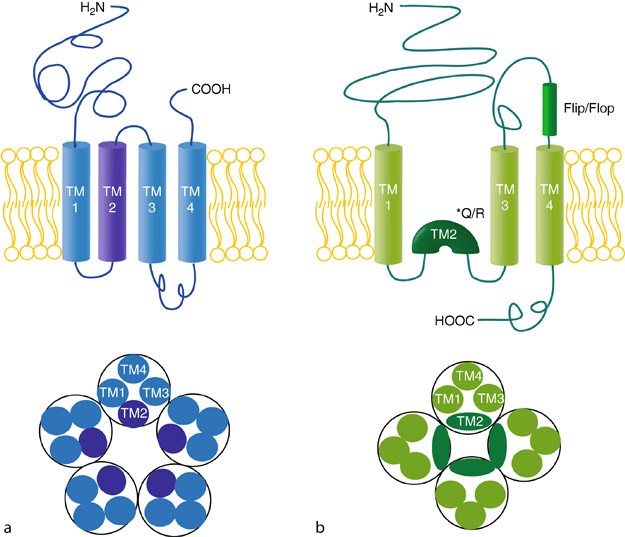 Ionotropic Receptor | SpringerLink