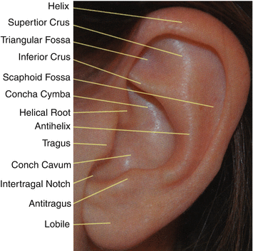 internal auditory canal segments internal auditory canal segments