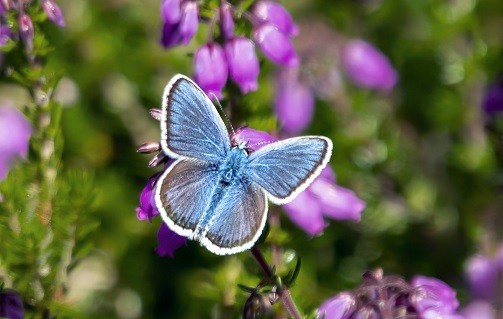 New method helps target local butterfly conservation efforts