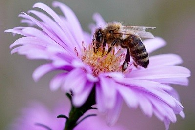 Pollination Ecology