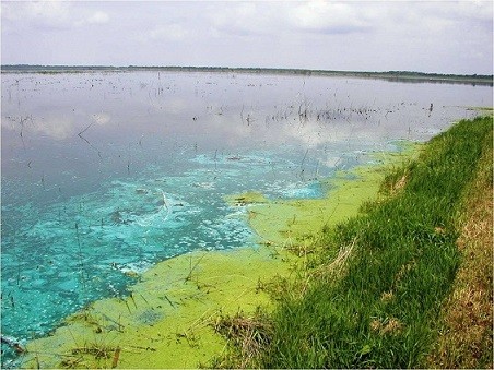 Thompson Lake (circa 2009) with the decadent Aphanezomenon blue green pigment of “after bloom”image credit Michael Lemke © Image credit Michael Lemke