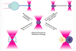 Forces of Change: Optical Tweezers in Membrane Remodeling Studies