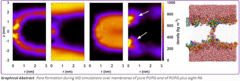Pore formation during MD simulations over membranes