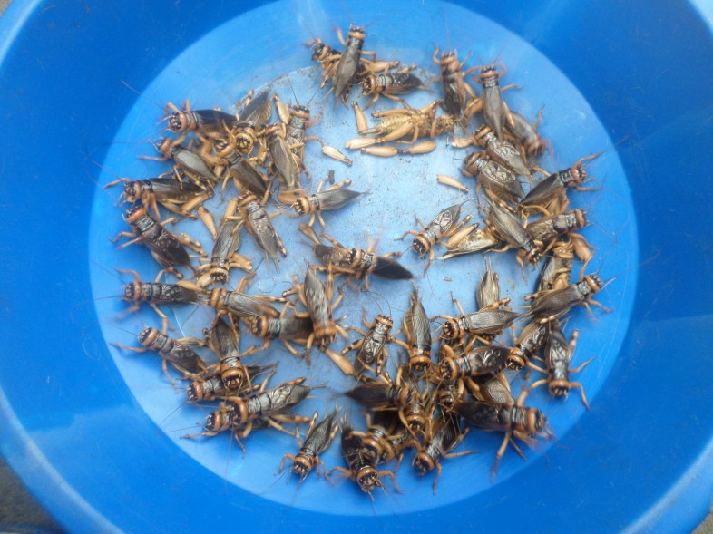 Call For Papers: Special Issue: Conserving, farming, and ... Biology Diagrams
