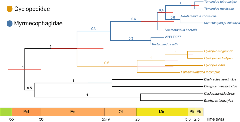 Phylogenetic signal in anteater snout morphology: Implications for ...