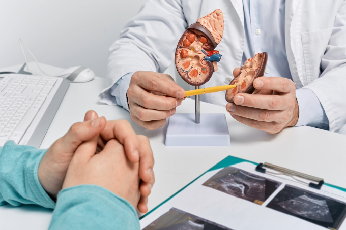 Medical practitioner explaining kidney health to a patient using model of kidney