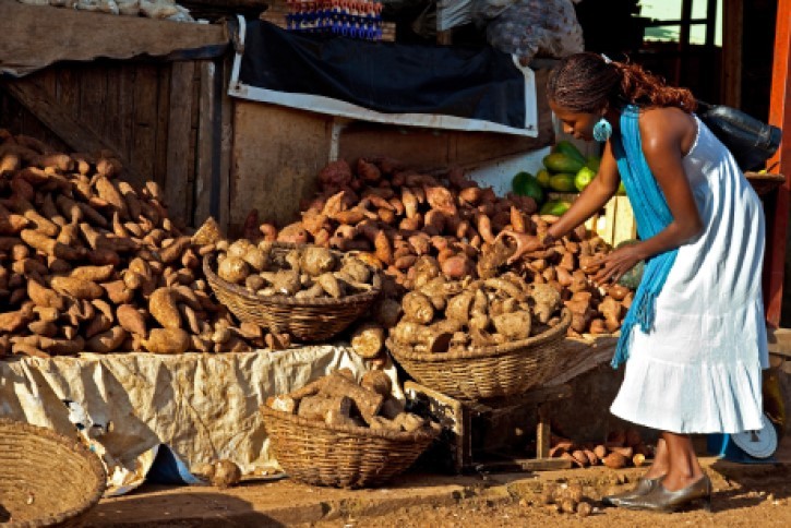 Yam Production