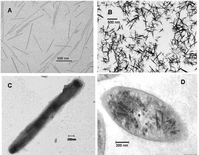 Bacteria interactions img