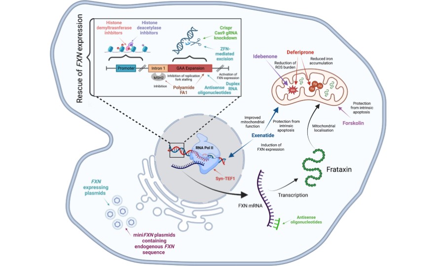 Home page | Translational Neurodegeneration