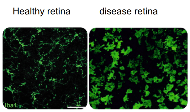 Home page | Journal of Neuroinflammation