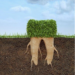 Image of a tooth being planted into the soil, symbolizing sustainability in dentistry. This visual metaphor illustrates the concept of dental practices that promote environmental responsibility and eco-friendly approaches.