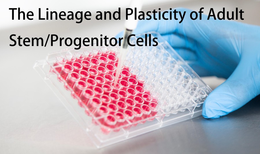 Lineage and Plasticity of Adult StemProgenitor Cells