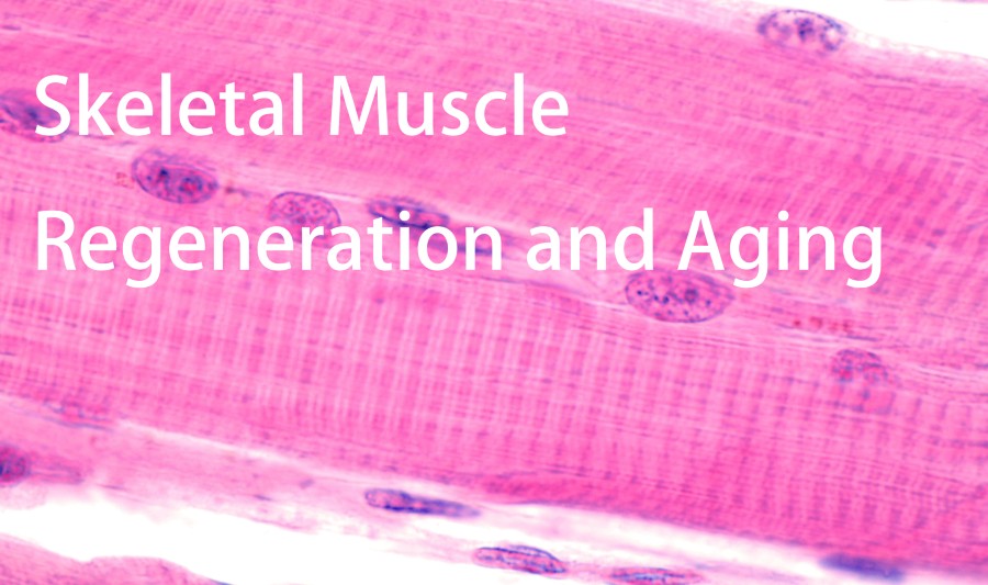 skeletal muscle regeneration and aging