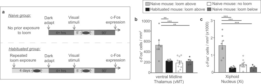 Extended Data Fig. 8: Looming stimuli induce vMT activation in naive, but  not experienced mice habituated to looms. | Nature