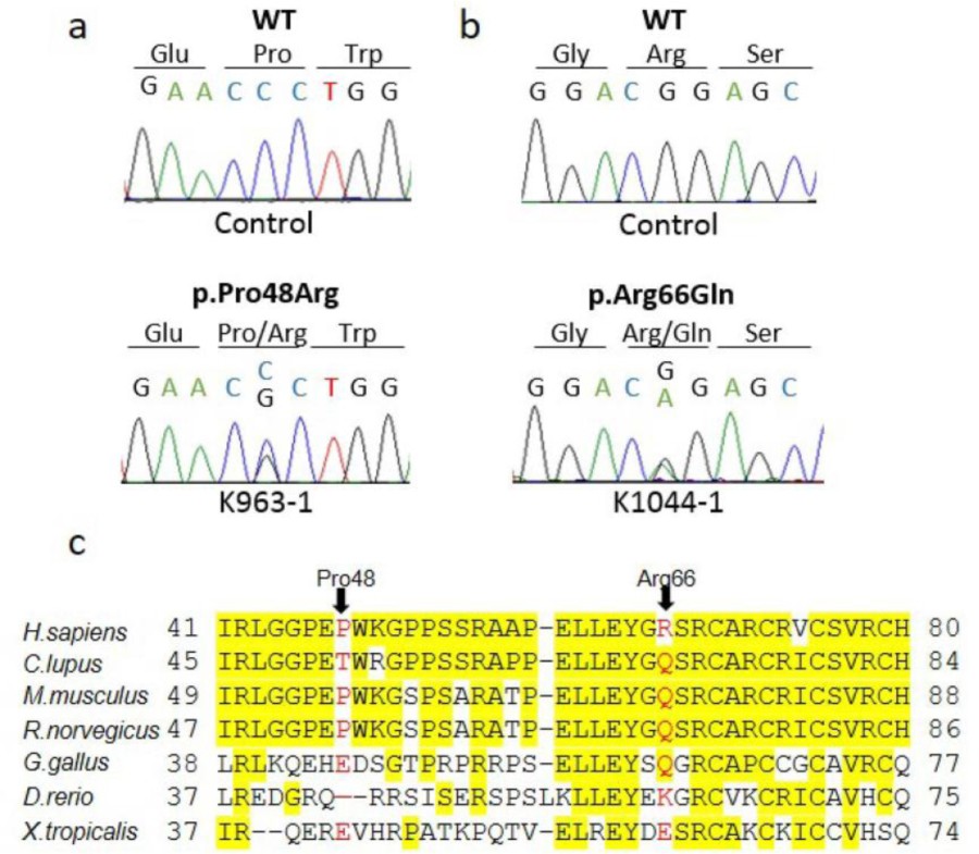 Supplementary Figure 3 Clcn2 Variants Identified In Subjects With Bilateral Adrenal Hyperplasia Nature Genetics
