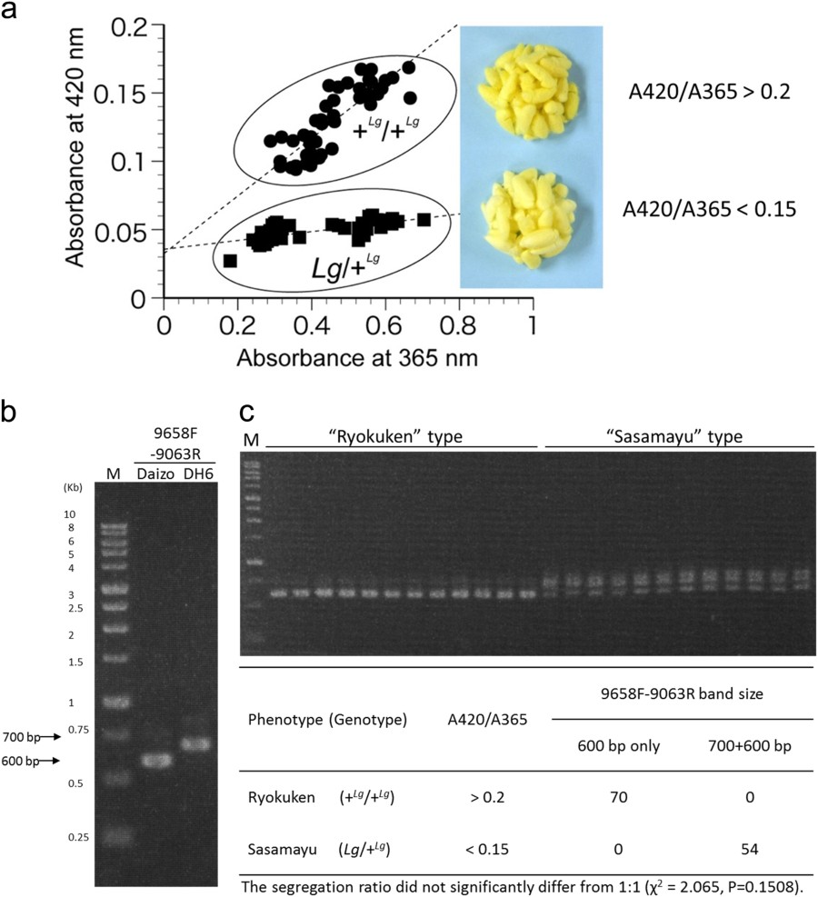 Fig 3 Linkage Analysis Of The Cocoon Colour Phenotype And The Specific Amplified Region Of Bmp5cr1 Heredity Fig 3 Linkage Analysis Of The Cocoon Colour Phenotype And The Specific Amplified Region Of Bmp5cr1 Heredity