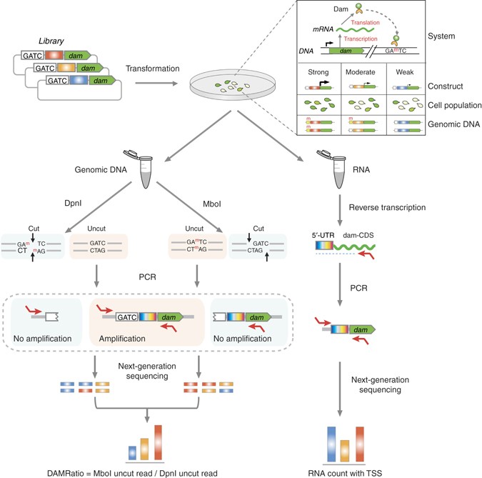 Figure 1 - Nature Communications - Yus et al. 2017