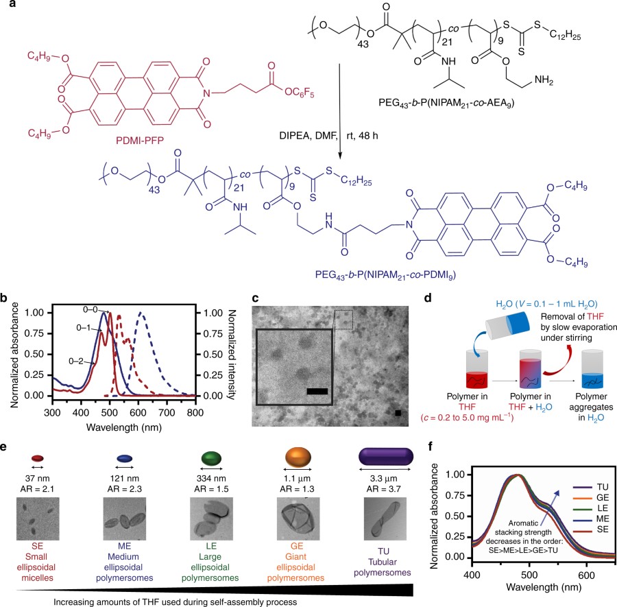 Polymer synthesis, spectroscopic properties and self-assembly. a Synthesis of the perylene-bearing diblock terpolymer PEG43-b-P(NIPAM21-co-PDMI9). b Normalized absorption (solid lines) and fluorescence spectra (dashed lines) of the amine-reactive perylene derivative PDMI-PFP (red) and PEG43-b-P(NIPAM21-co-PDMI9) (blue) in THF. c TEM image of spherical aggregates formed by PEG43-b-P(NIPAM21-co-PDMI9) in a dilute THF solution (0.1 mg mL−1). Scale bar, 100 nm. d Schematic representation depicting the solvent-switch method used to induce self-assembly of PEG43-b-P(NIPAM21-co-PDMI9). e Schematic representations, average major axis lengths, aspect ratios, and TEM images of resulting self-assembled structures formed at different THF content. f Normalized absorption spectra of all five polymersomes in water