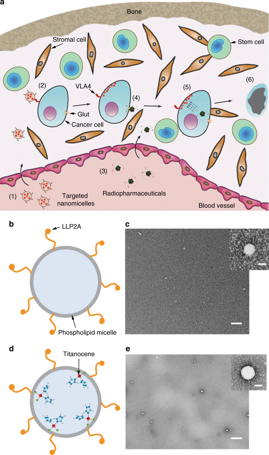 Orthogonal cancer targeting strategy using nanomicelles. a Schematic of the process of photoactivation of Titanocene in disseminated cancer cells in the bone marrow microenvironment