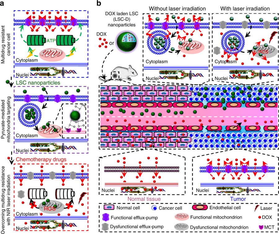 A schematic illustration of the strategy for overcoming cancer drug resistance.