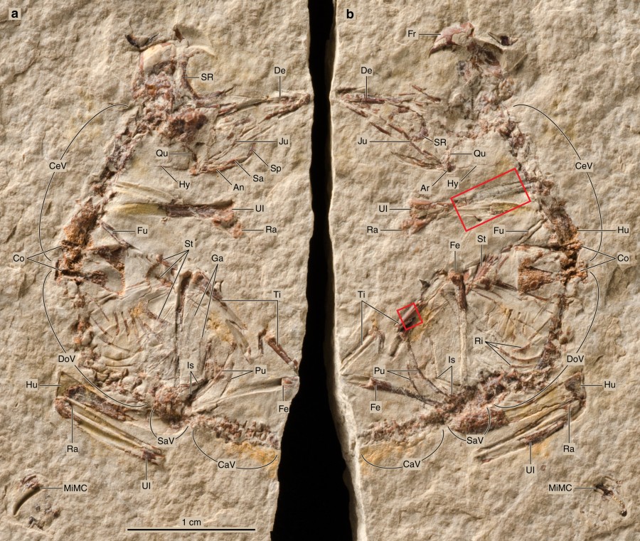 Overview photographs of the slab and counterslab of the newly discovered baby bird fossil MPCM-LH-26189. Slab a is on the left, slab b, on the right. The two red boxes indicate the localisation of the areas analysed histologically. Abbreviations: An: angular, Ar: articular, CaV: caudal vertebrae, CeV: cervical vertebrae, Co: coracoid, De: dentary, DoV: dorsal vertebrae, Fe: femur, Fr: frontal, Ga: gastralium, Hu: humerus, Hy: hyoid, Is: ischium, Ju: jugal, MiMC: minor metacarpal, Pu: pubis, Qu: quadrate, Ra: radius, Ri: rib, Sa: surangular, Sp: splenial, SaV: sacral vertebrae, SR: sclerotic ring, St: sternum, Ti: tibia, Ul: ulna