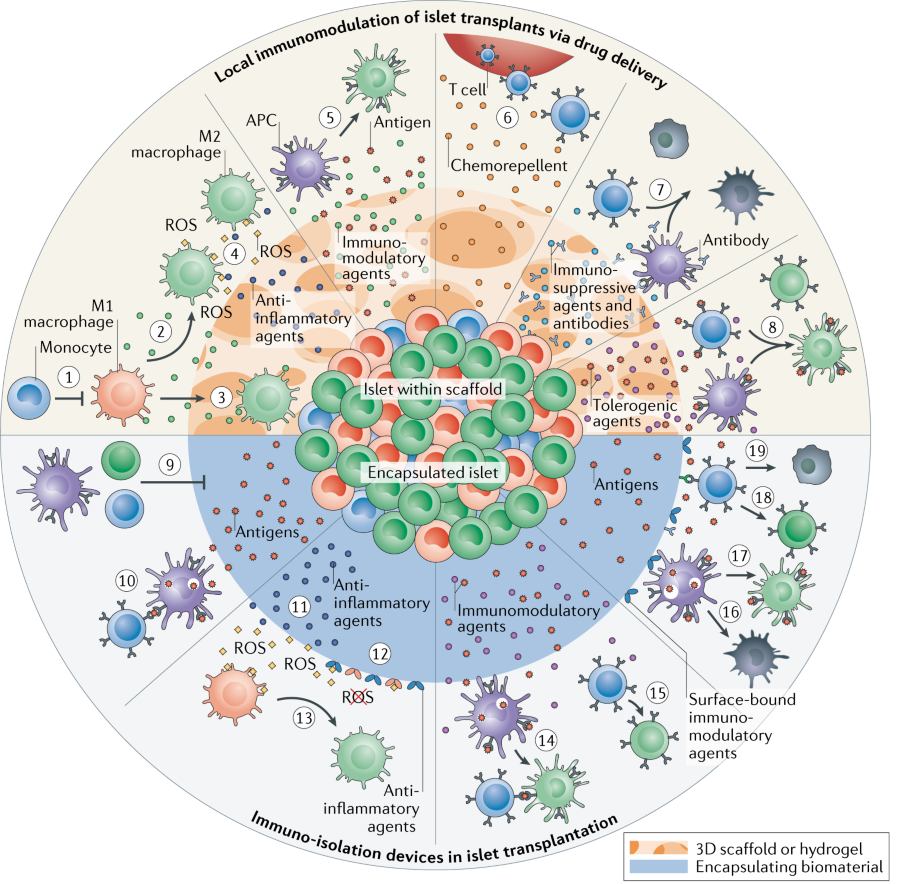 New review on immunomodulatory materials in Type 1 Diabetes published in Review Materials!
