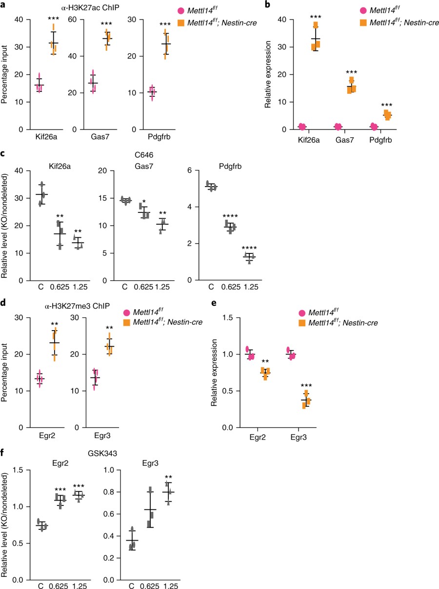 fig 6 h3k27ac inhibitor c646 and h3k27me3 inhibitor gsk343 rescue