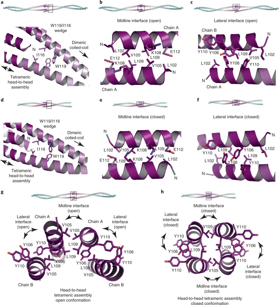 Fig. 3: Head-to-head assembly interfaces of SYCP1 αN-end. | Nature  Structural & Molecular Biology