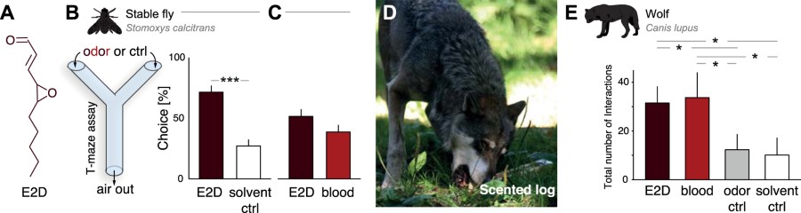 Feedback loops link odor and pheromone signaling with reproduction 