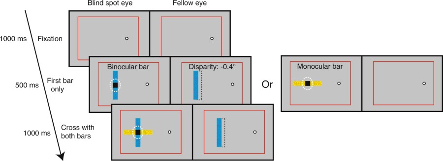 Stimuli for comparing depth perception of filled-in and binocular objects at the blind spot