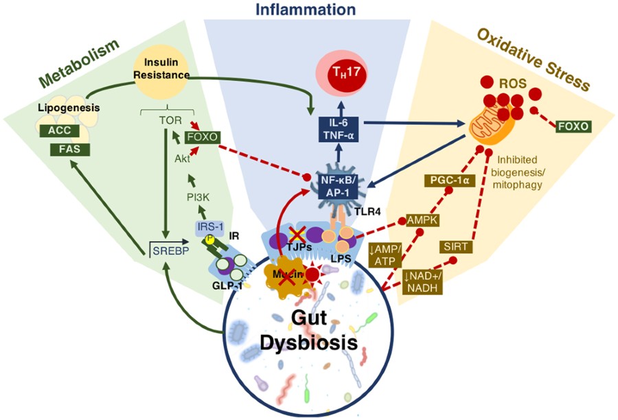 Model of mechanisms of gut microbiota-host communication influencing aging factors. The gut microbiota communicates with the metabolic, inflammatory and oxidative stress pathways via direct and indirect mechanisms. As the physiological changes in all three of these axes are cross-regulatory, the simultaneous action implemented by the gut microbiota makes it a powerful influence in aging and age-related chronic disease development. Abbreviations: glucagon-like peptide (GLP)-1, insulin receptor (IR), insulin receptor substrate (IRS)-1, phosphoinositide 3-kinase (PI3K), protein kinase B (Akt), target of rapamycin (TOR), Forkhead Box O protein (FOXO), sterol regulatory element binding protein (SREBP), acetyl CoA carboxylase (ACC), fatty acid synthase (FAS), tight junction proteins (TJPs), lipopolysaccharide (LPS), toll-like receptor (TLR)4, nuclear factor kappa-light-chain enhancer of activated B cells (NF-kB), activator protein (AP)-1, tumor necrosis factor (TNF)-α, interleukin (IL)-6, T helper (Th)17, AMP-activated protein kinase (AMPK), peroxisome proliferator-activated receptor gamma coactivator (PGC)-1α, sirtuin (SIRT), reactive oxygen species (ROS).