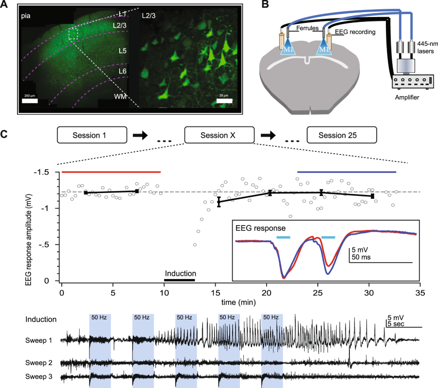 Un modello di accensione optogenetica dell'epilessia neocorticale –  Associazione Epilessia