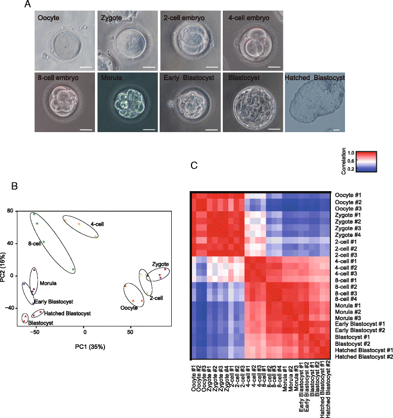 Tracing The Expression Of Circular Rnas In Human Pre - 