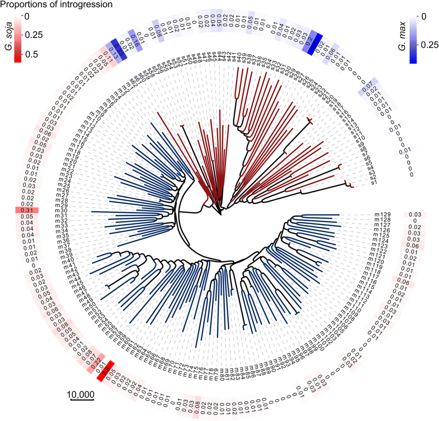 Genomic introgression through interspecific hybridization counteracts