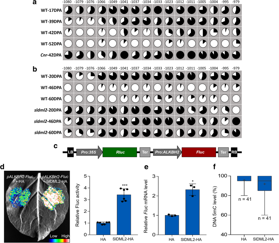Anthesis in rice image