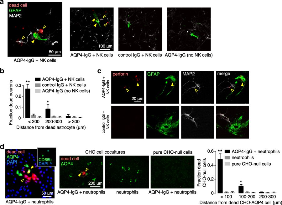 Complement-independent bystander injury in AQP4-IgG seropositive ...