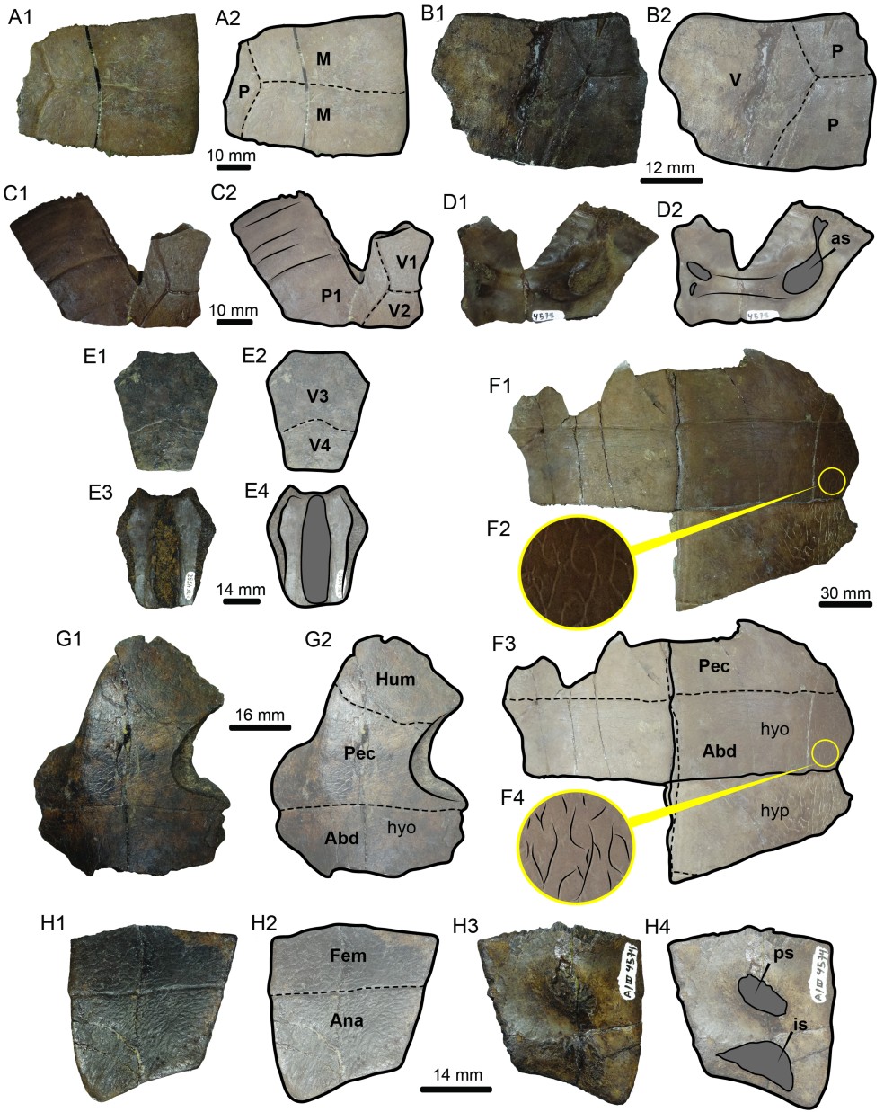 A historical vertebrate collection from the Middle Miocene of the Peruvian  Amazon | Swiss Journal of Palaeontology | Full Text