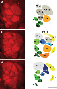 Olfaction in the female sheep botfly
