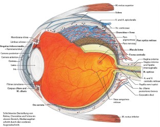 Orbita | SpringerLink