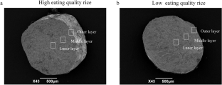 rice water research paper