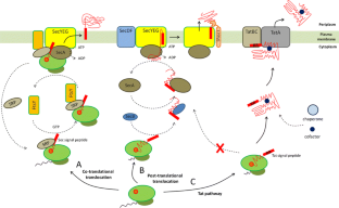 транслокон м люмен. строение приона. Protein fold class. препроинсулин проинсулин инсулин. структура prpc.