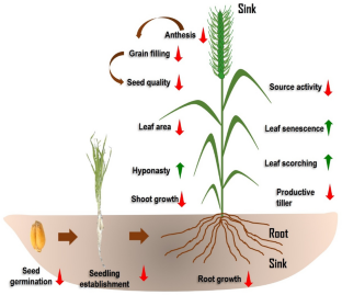 heat stress phd thesis