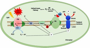 heat stress phd thesis
