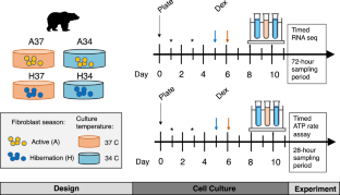 クマの遺伝子、冬眠中でも概日リズムを示す(Bear genes show circadian rhythms even during hibernation)