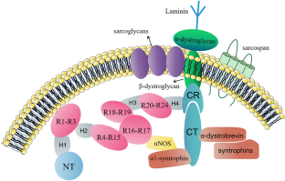 research paper on duchenne muscular dystrophy
