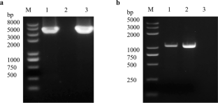 analysis research vector