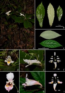 中国南部で新種のツリフネソウ属植物を発見(New Impatiens Species Discovered in South China) 中国南部で新種のツリフネソウ属植物を発見(New Impatiens Species Discovered in South China)