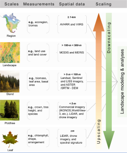 Schematic of landscape modeling and analysis showing the scales, measurements, spatial data, and scaling direction. There is region, with measurements taken about ecoregion, and biomes, spatial data is greater than 1 kilometer such as AVHRR and VIIRS. Then there is the landscape scale, with measurements of land use and land cover, spatial data is greater than 100 meters but smaller than 500 meters such as MODIS and MERIS. Stand is the third scale and measurements might be of biomass, leaf area, basal area, and this spatial data is greater than 5 meters but less than 100 meters such as Landsat, Sentinel and LISS imagery, and ASTER/SRTM-DEM. Fourth is the plot/tree scale, measurements are crown, tree height, and species, and spatial data is less than 5 meters such as commercial imagery (IKONOS, WorldView 3, etc.) LiDAR, and drone imagery. Finally there is leaf, measurements might be of chlorophyll, shape, arrangement, and the spatial data is in centimeters, such as LiDAR, drone imagery, and spectral signatures.