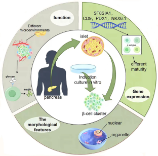 stem cell research for type 2 diabetes