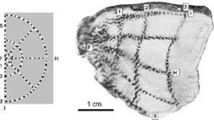 neural representations definition